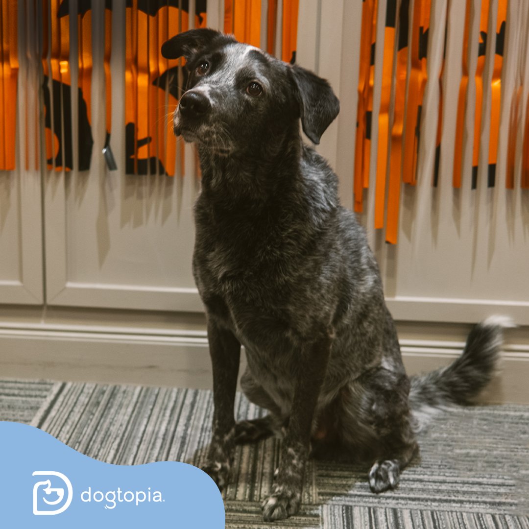 First up, none other than the "Dash Dog Father" himself, Bullet Groom!

Bullet was adopted at five weeks by <a href="/sheabayy2/">Shea Groom</a> 🥺