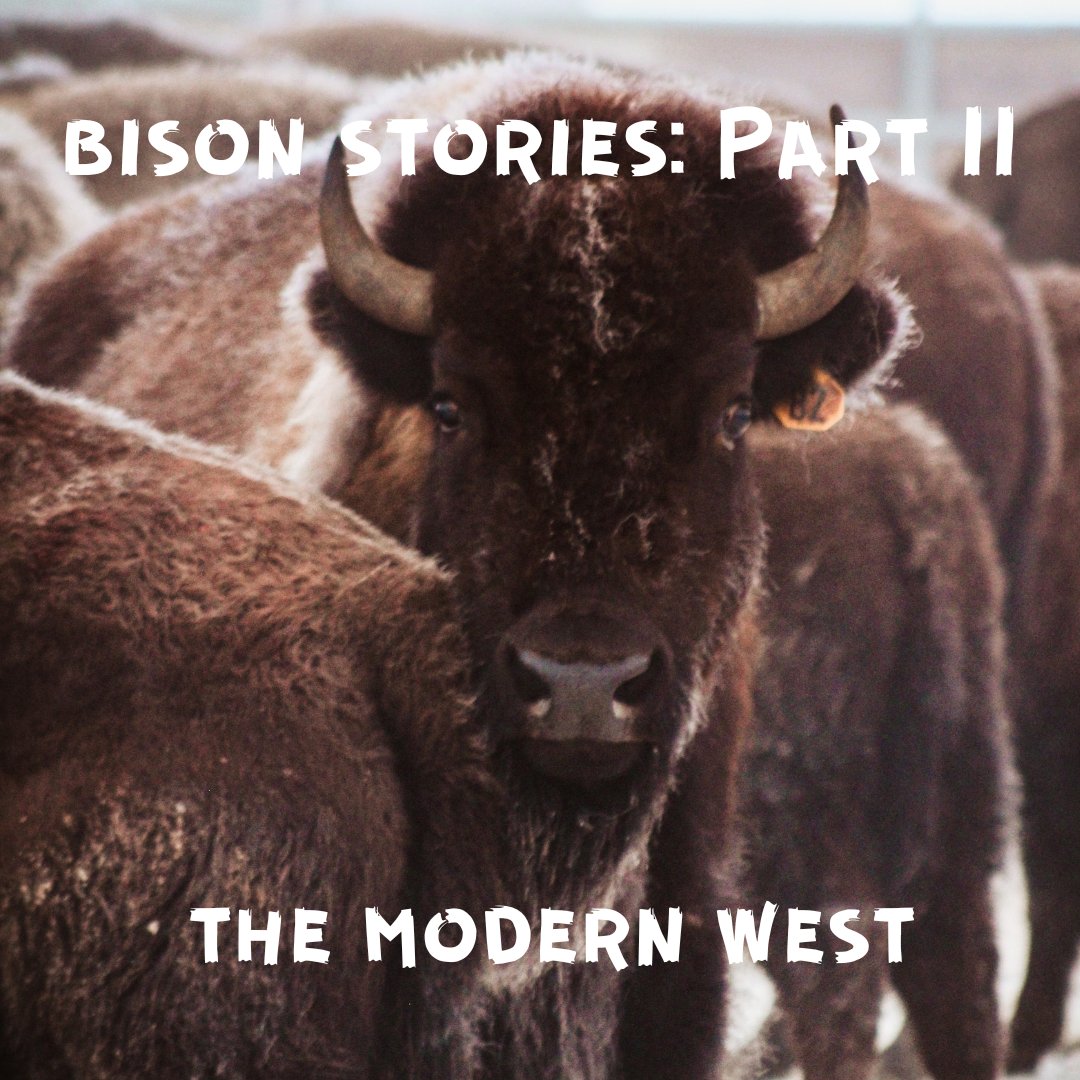 ModernWestPod's tweet photo. Did you know Ken Burns is releasing a film on the American buffalo? We'll share an interview with him in a few weeks. 

Meanwhile, we're re-releasing our bison eps! In Part II: why US settlers tried to wipe out bison &amp; replace them with cattle.

Listen: https://t.co/cFgIREP3Ne https://t.co/x6mpBMVf0G