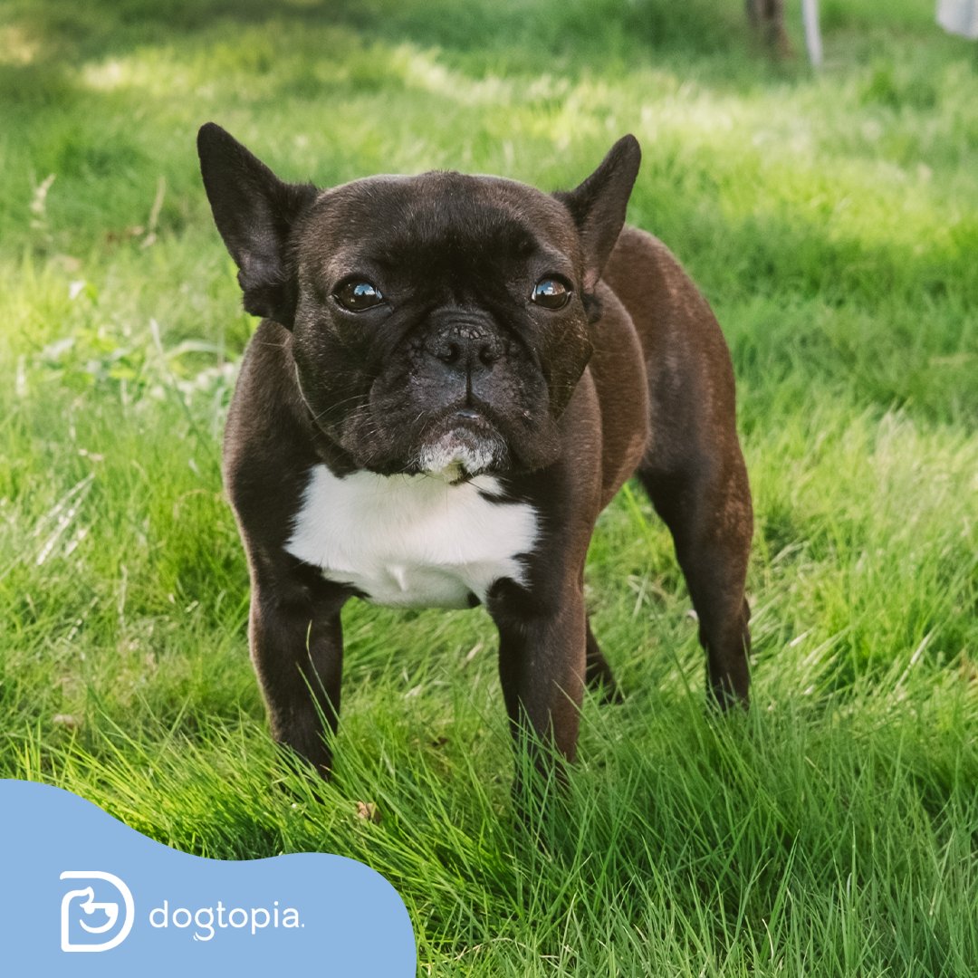 Houston Dash tweet media