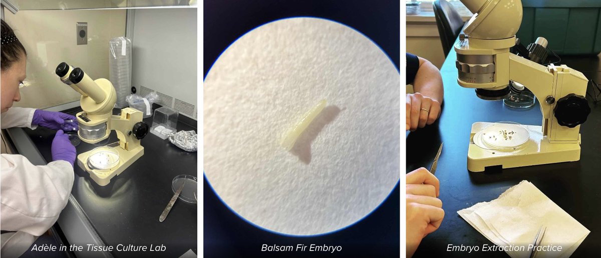 Zoë Migicovsky (@zoemig) on Twitter photo Thanks to the <a href="/IrvingCentre/">K.C. Irving Centre</a> for sharing this great article on our ongoing Balsam fir work in partnership with the Christmas Tree Council of Nova Scotia 🎄🧫👩🔬 Learn more about our work here:
kcirvingcentre.acadiau.ca/news-events/cl… Thanks to the <a href="/IrvingCentre/">K.C. Irving Centre</a> for sharing this great article on our ongoing Balsam fir work in partnership with the Christmas Tree Council of Nova Scotia 🎄🧫👩🔬 Learn more about our work here:
kcirvingcentre.acadiau.ca/news-events/cl…