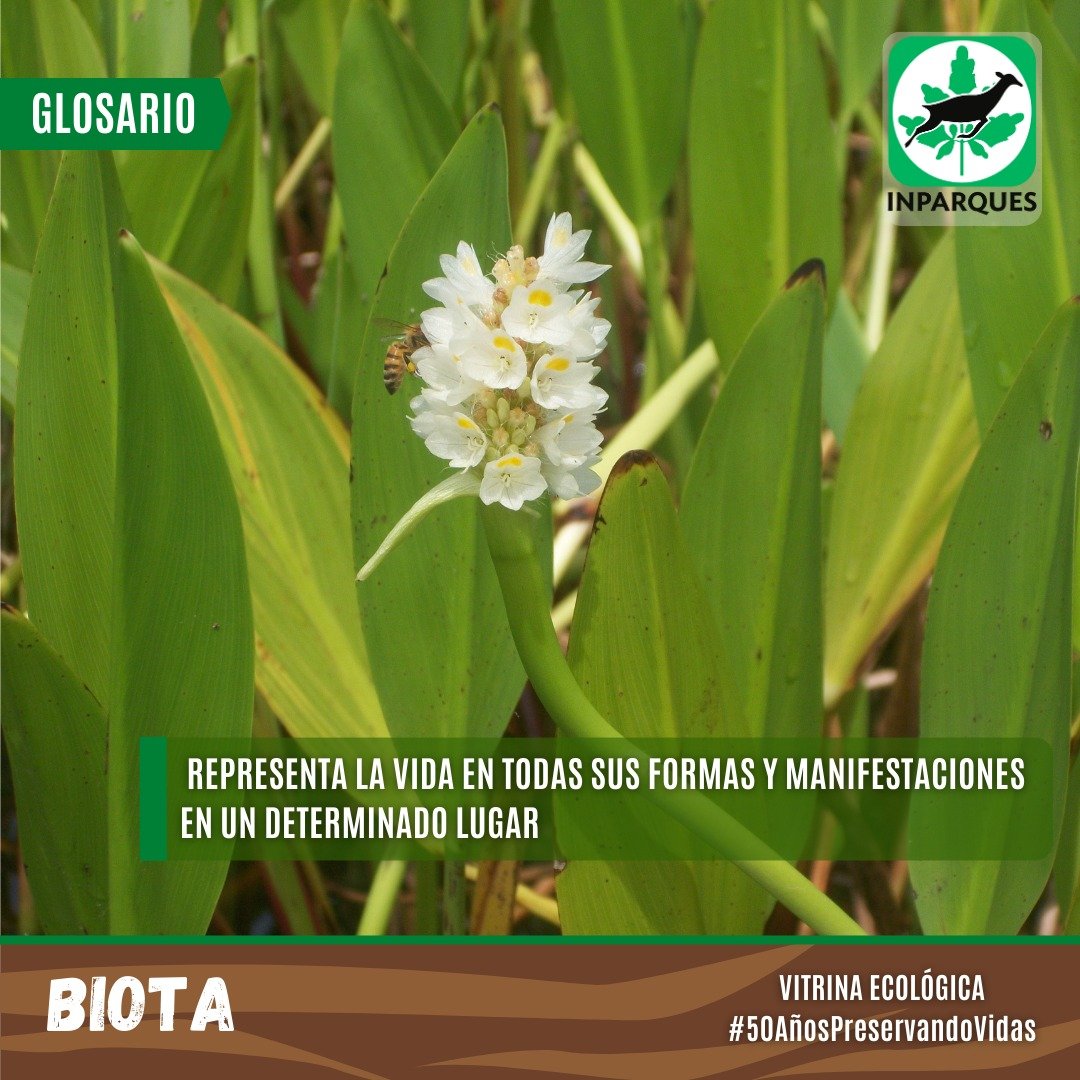 #VitrinaEcologica 🏞️Biota es un término utilizado en ecología y biología para describir la diversidad y la interacción de los seres vivos en un entorno específico.🐛🪼🦉🍄🦠

#DefendamosLoNuestro