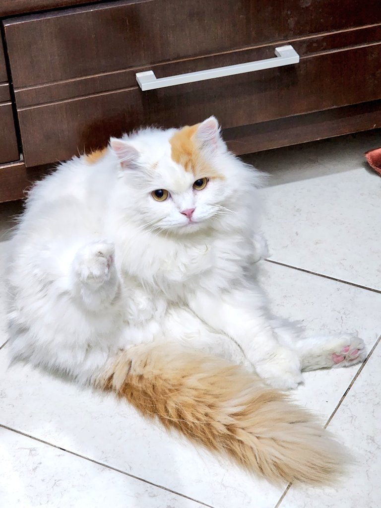 Ciku 🦁🍉 tweet media