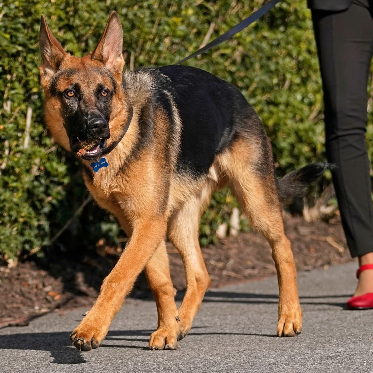 1nonblonde2's tweet image. @ErinBurnett @CNN sure do HATE DOGS which I find beyond disgusting.

Is there anything or anyone you won’t attack ?
#TeamCommander