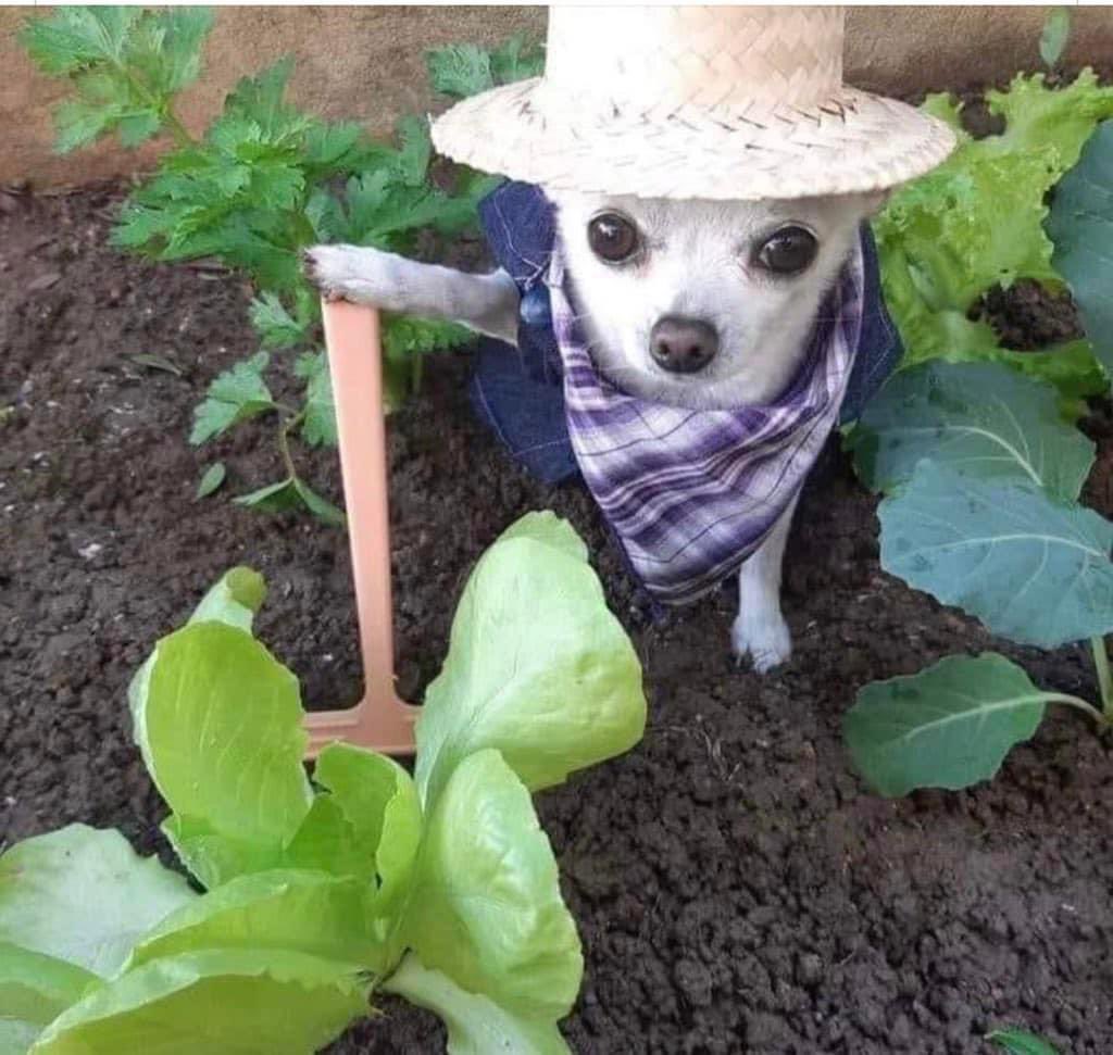 llluuuzzz_'s tweet photo. Cada que veo este meme me acuerdo del Machesss y sus frijolitos germinados

@isaliaxgomez https://t.co/vX4VTiSxDO