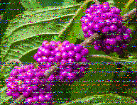 ML_HH's tweet photo. Thanks for nice program today on 9265 kHz. Good signal, a bit of fading but almost no loss reception in northern Germany! Thanks to Kim and his team for this fine transmission! https://t.co/TS8QszR7jI