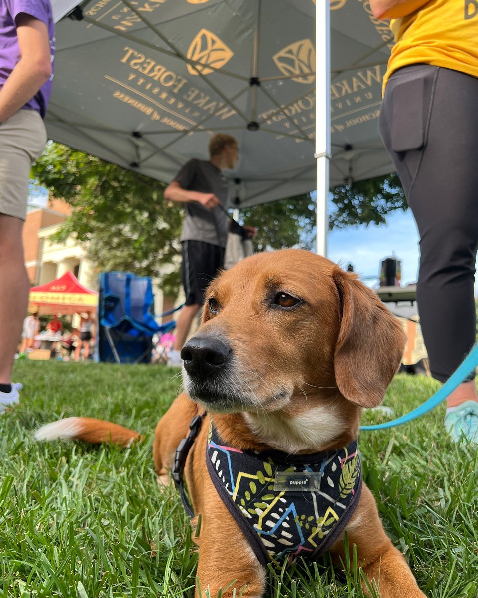 WakeForestBiz's tweet photo. Our #BizDeacs joined the fight against cancer at Hit the Bricks today with the help of a special furry runner! ππΆπ©π
Wanna join the fight? Donate to the Brian Piccolo Cancer Research Fund through the link: https://t.co/AVoaIXc7LG
#WFUSB #HTB2023 #BizDeacs https://t.co/x33TbLsKmH