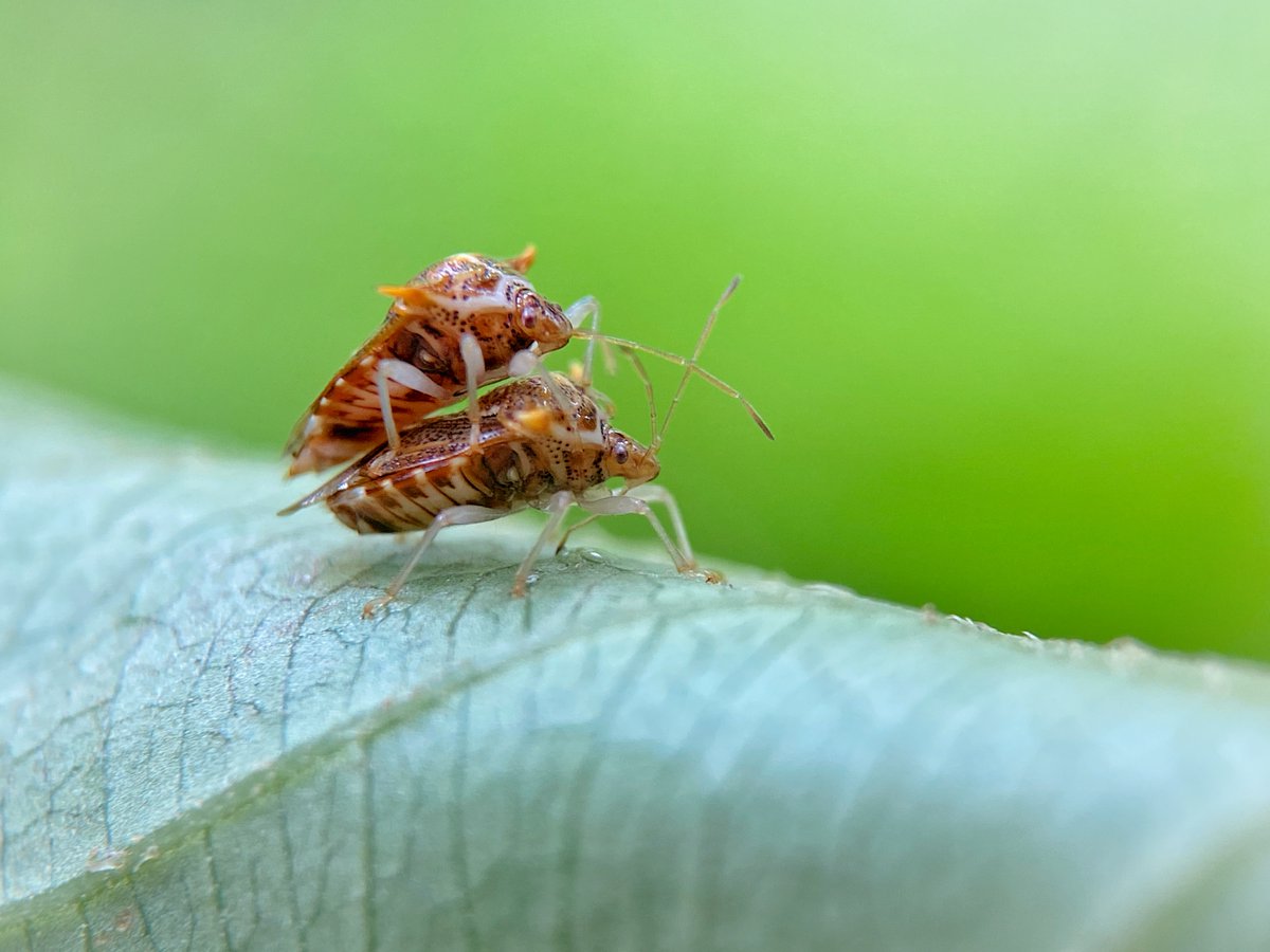 Tanlaphoto's tweet photo. 2 #insects!

Pic: with #ML38X #Zoomable #MacroLens 

https://t.co/HKImc5FgLE
.
#insect 

#MacroLens #MacroPhotography #MacroPhoto 

#iPhone #iPhone14ProMAX #iPhone14Pro #iPhone14 #iPhone14Plus

#GalaxyS23

#huawei #xiaomi #oppo #vivo #honor #nokia #oneplus #realme https://t.co/zFKDMotIik