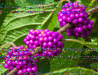 radionanny2k's tweet photo. @SWRadiogram Images of today's transmission as received in Cuenca, Ecuador. Airspy HF+, YouLoop antenna. 1/2 https://t.co/YDXCNd8QuO