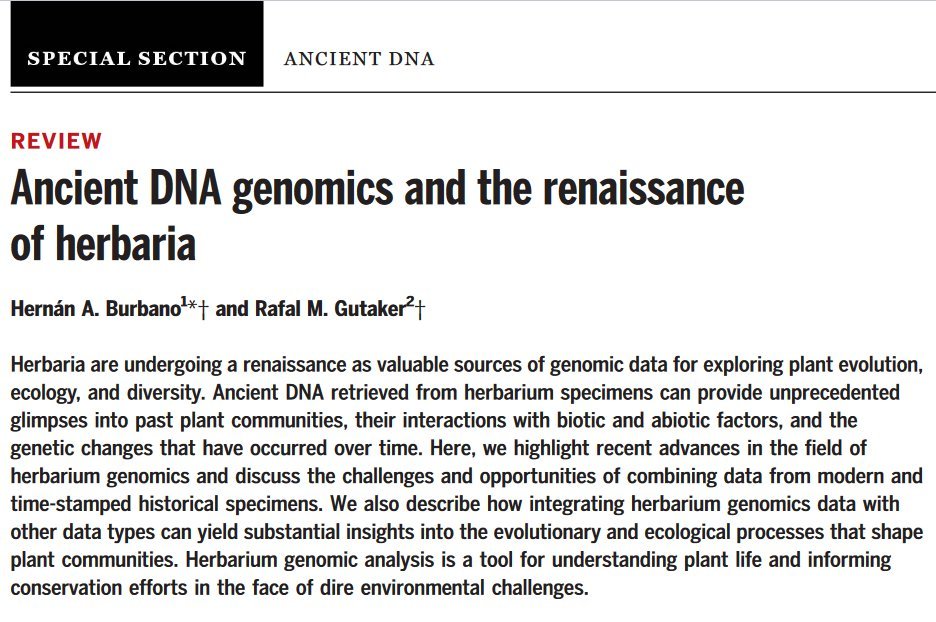 Rafal Gutaker (@rgutaker) on Twitter photo <a href="/ScienceMagazine/">Science Magazine</a> review: herbarium specimens open windows to the last 500 years of anthropogenic impact on nature. Genomics is a power tool, but we are just at the surface of herbarium potential. 100thanks for inviting me to write together <a href="/hernanaburbano/">Hernán A. Burbano</a> 
tinyurl.com/juysrux4 <a href="/ScienceMagazine/">Science Magazine</a> review: herbarium specimens open windows to the last 500 years of anthropogenic impact on nature. Genomics is a power tool, but we are just at the surface of herbarium potential. 100thanks for inviting me to write together <a href="/hernanaburbano/">Hernán A. Burbano</a> 
tinyurl.com/juysrux4