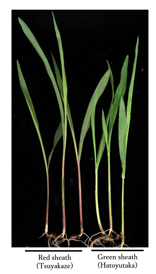 Breed_Sci's tweet photo. Katsuhiro Matsui et al., Breeding Science 73: 408–414 (2023)
Estimation of pollen dispersal distance in Job’s tears (Coix lacryma-jobi L.) by using red leaf sheath as a morphological marker
https://t.co/zRWOgqYowm
#Jobs_tears, #morphological_marker, #outcrossing https://t.co/wUEjmf9kKk