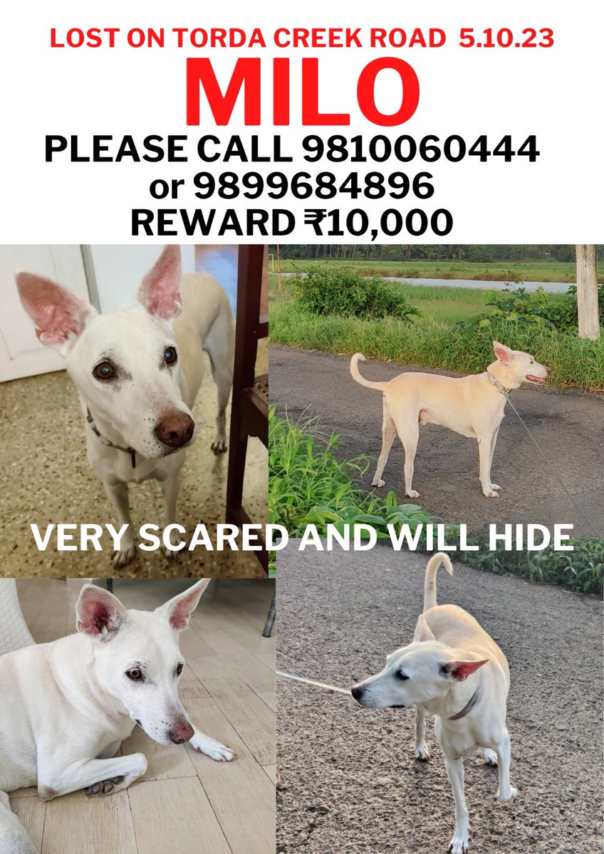 ATTENTION GOA !! #goa #missing #dog @SENTHILSSK1982 @MissingDogHelp @CatShelterGoa @goanewshub @straydogsfeeder