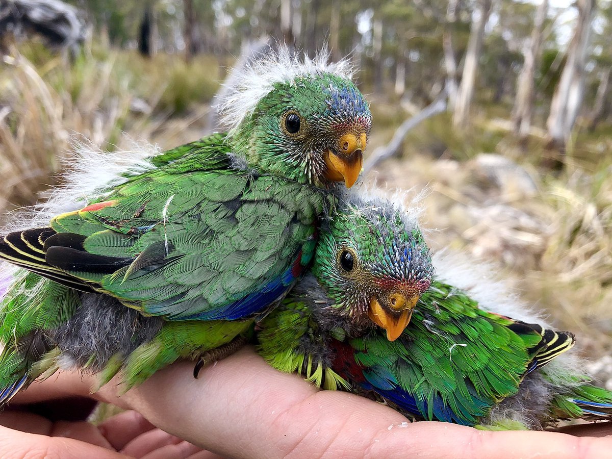 davidghamilton1's tweet photo. Bird of the Year 2023!!

Tasmania’s blue gum forests are alive with their calls right now - the only way that continues into the future is if we stop destroying them

https://t.co/QhDhhYBldN https://t.co/YgV2gfKhvZ