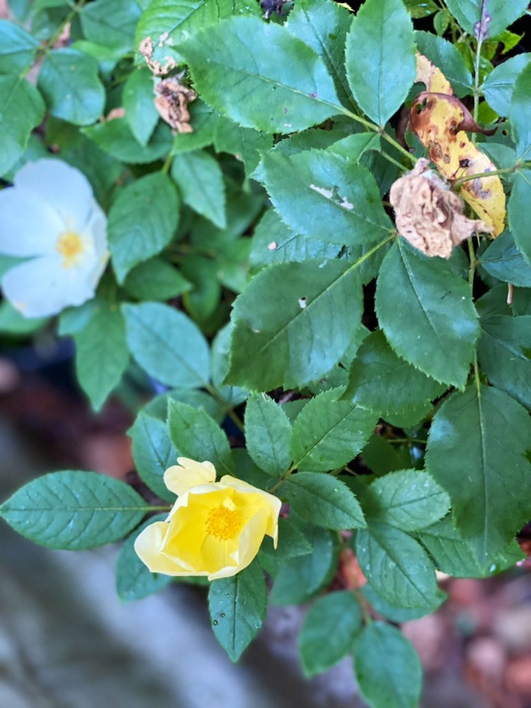 TealSeptember's tweet photo. We still have #roses blooming here in #October #rosebush #rosebushes #octoberroses #nature #naturesbeauty #rose #rosefriday #bush #bushes #savethebees #yellowroses #fall #NaturePositive #naturelovers #rosesinfall #rosesinautumn #flowersonfriday #flower #flowers  #yellowrose #nc https://t.co/cl4LJ45AlS
