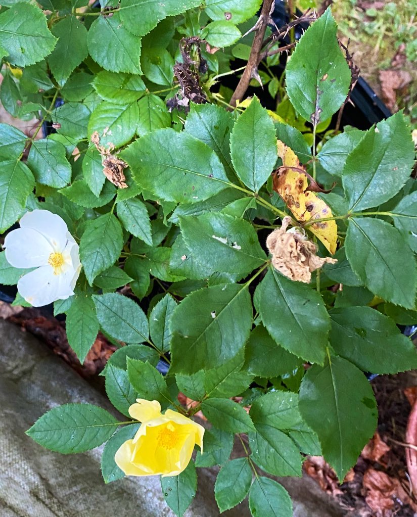 TealSeptember's tweet photo. We still have #roses blooming here in #October #rosebush #rosebushes #octoberroses #nature #naturesbeauty #rose #rosefriday #bush #bushes #savethebees #yellowroses #fall #NaturePositive #naturelovers #rosesinfall #rosesinautumn #flowersonfriday #flower #flowers  #yellowrose #nc https://t.co/cl4LJ45AlS