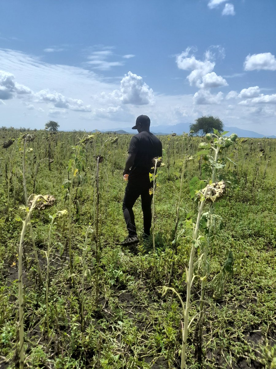 Who can guess what crop this is? 

#MyXAnniversary