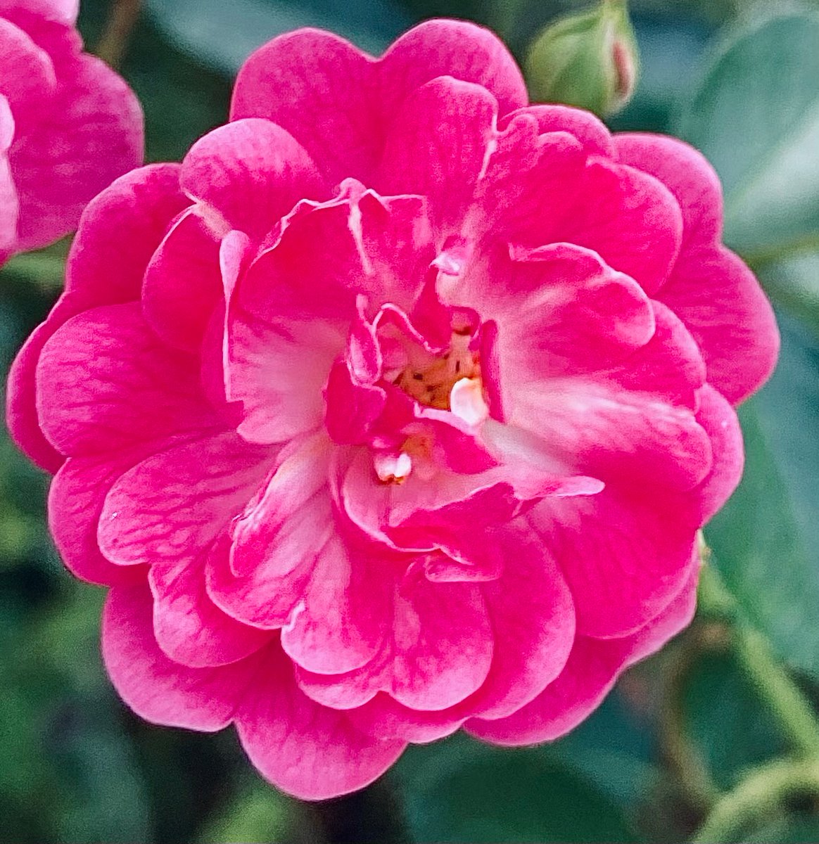 Beyond a wholesome discipline, be gentle with yourself. You are a child of the universe no less than the trees and the stars; you have a right to be here.
-Desiderata, Max Ehrmann
#NationalPoetryDay #FridayFeeling 
#fridaymorning #rose #FlowersOnFriday #ThePhotoHour