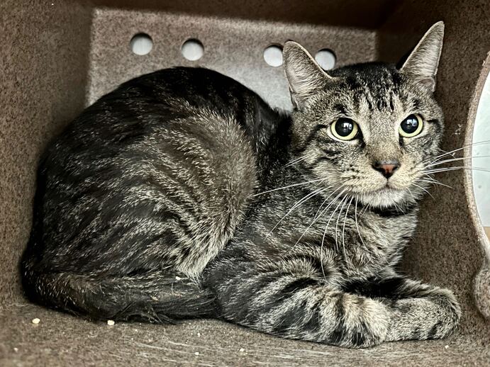 NYCDEATHROWCATS's tweet photo. THERE ARE 33 ANIMALS (11 CATS &amp; 22 DOGS) 📷 AT RISK FOR SATURDAY 10/7/23 DEADLINE IS NOON. PLEASE SHARE, FOSTER, ADOPT, TAG FRIENDS, POST TO SOCIAL MEDIA SITES, PLEDGE TO HELP SAVE THEIR LIVES. NEW PHOTOS https://t.co/gtN94CXuFr