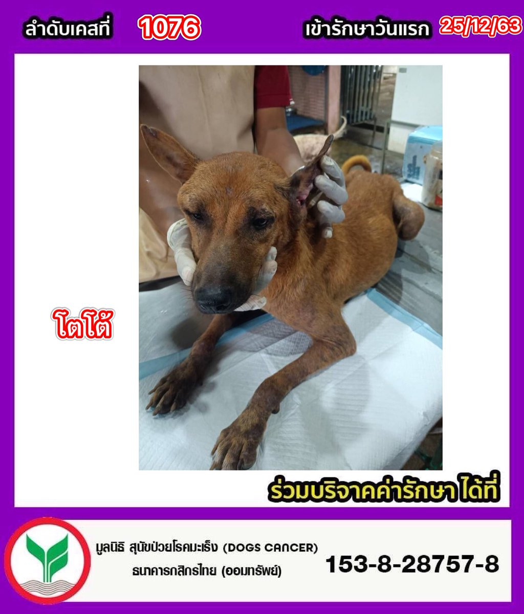 DogsCancer's tweet photo. ♦️โตโต้ ลำดับที่1076 เข้ารักษาเมื่อ 25-12-63 นน. 8.15 kg #อัพเดตอาการวันที่ 06-10-66 เช็ดล้างทำความสะอาดแผลบริเวณใบหูและแต้มเบตาดีน ทานอาหารได้ ขับถ่ายปกติ #ยังอยู่ในความดูแลของมูลนิธิ
ทางมูลนิธิลงพื้นที่ให้ความช่วยเหลือลูกหมาเพื่อทำวัคซีนและทำหมันให้ หลังจากที่ลูกหมาทำทุกอย่างและร่างกายแข็งแรงทางเพจจะหาบ้านให้กับน้องเป็นลำดับต่อไป เบื้องต้นคุณหมอตรวจเลือด และตรวจร่ายกาย และเริ่มทำวัคซีนป้องกันเข็มแรก
#ผลเลือด 
- เม็ดเลือดขาว = ปกติ
- เม็ดเลือดแดง = ปกติ
- เกล็ดเลือด = ปกติ
-ค่าตับ = ปกติ
-ค่าไต = ปกติ

#ร่วมบริจาคช่วยสุนัขป่วยโรคมะเร็ง
📌มูลนิธิ สุนัขป่วยโรคมะเร็ง(Dogs 
Cancer) 
 ธนาคาร  : กสิกรไทย 
เลขบัญชี  : 153-828757-8

📌มูลนิธิ เลขที่ 5/2566

📞 ติดต่อมูลนิธิฯ 
โทร : 064-2463664

🔹-Line id : @dogscancer
https://t.co/vZhyIvvKyd 

🔹-Instagram : dogscancerfoundation 

🔹-ติดต่อเพจฯ Inbox 👇
https://t.co/xUqppbWORg. 

🔹-หรือสำหรับเยี่ยมชมเพจฯ👇
https://t.co/5bhEYjAgPs. 

 ❗️#ปัจจุบันทางเพจมีเคสที่รับผิดชอบและรักษาอยู่จำนวนมากเกือบ #142ชีวิต ยอดบริจาคที่เกินในแต่ละเคส สามารถช่วยเหลือช่วยเหลือค่ารักษาในเคสอื่นๆค่ะ 🙏🙇‍♀️