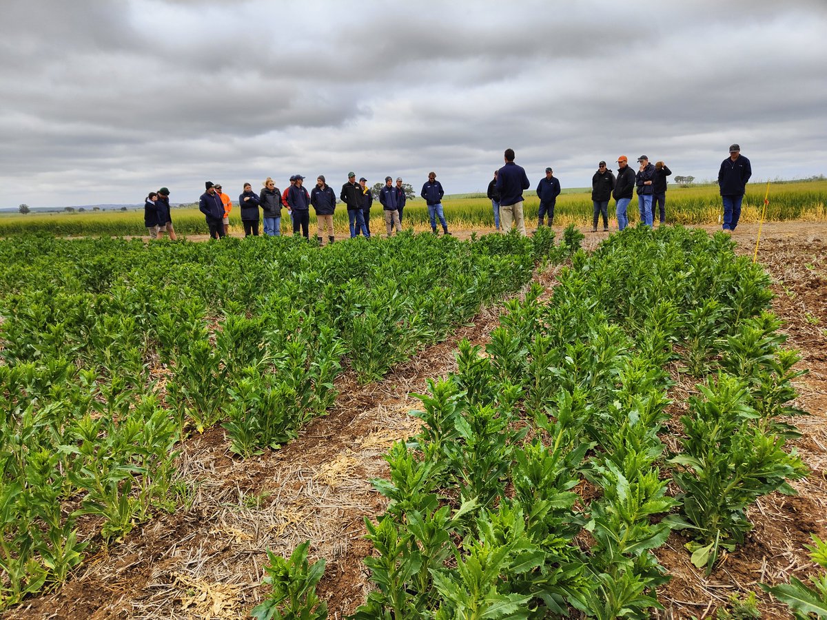 MidNorthHRZ's tweet photo. Safflower Trials at Merilden
A frost avoidance tool and late sowing options.
@SAGrainTrust
@SADroughtHub
#MNHRZSpringFieldDay https://t.co/2Ry4TlkZM6