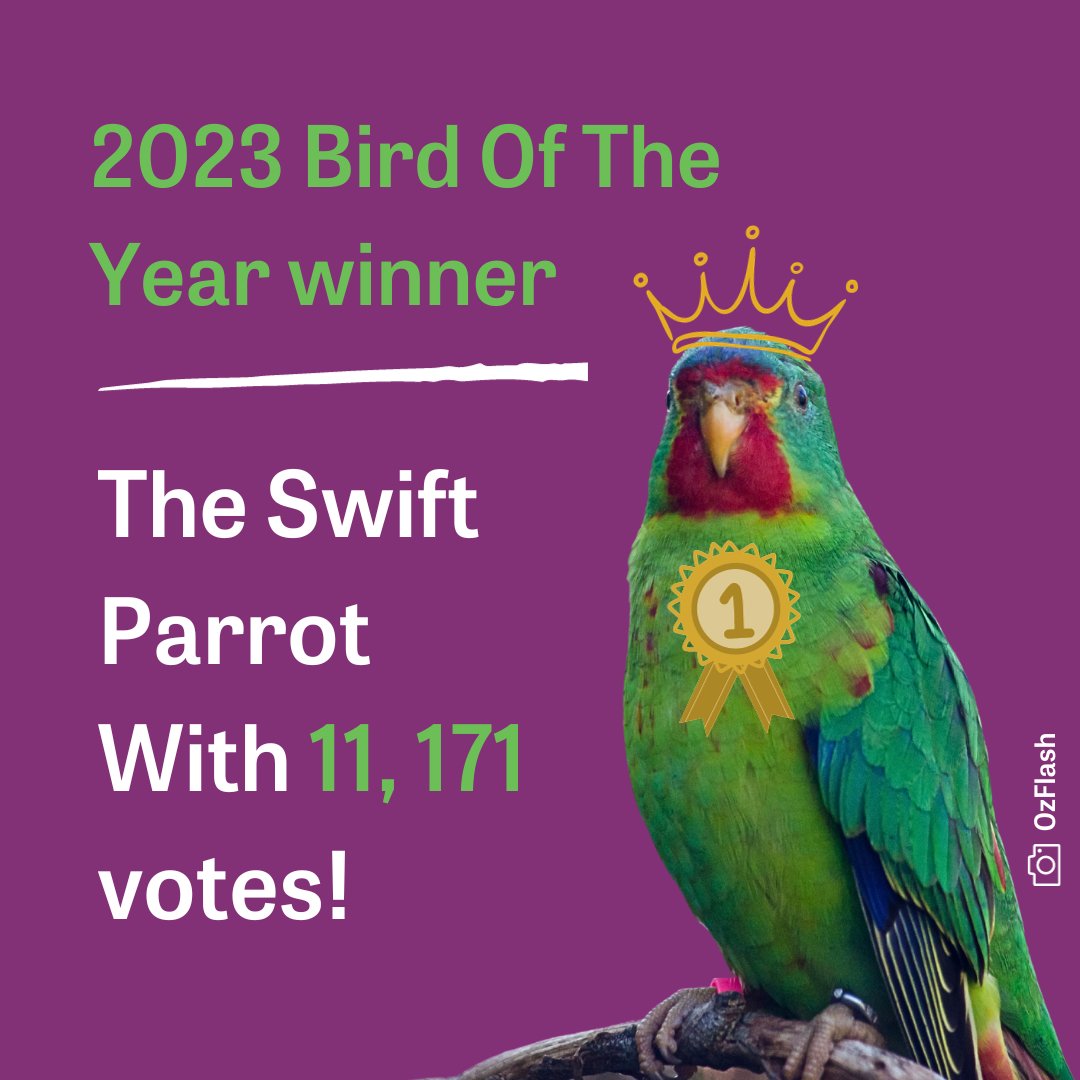 BirdlifeOz's tweet image. The WINNER of The Guardian Australia/BirdLife Australia&apos;s 2023 Bird of the Year poll is... The Swift Parrot!

Step aside Taylor – there&apos;s a new Swift taking Australia by storm. With 11,171 votes, the Swift Parrot has been crowned as your #BirdoftheYear for 2023.