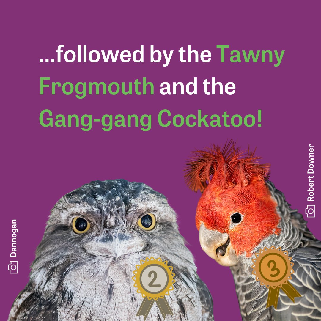 BirdlifeOz's tweet image. The WINNER of The Guardian Australia/BirdLife Australia&apos;s 2023 Bird of the Year poll is... The Swift Parrot!

Step aside Taylor – there&apos;s a new Swift taking Australia by storm. With 11,171 votes, the Swift Parrot has been crowned as your #BirdoftheYear for 2023.