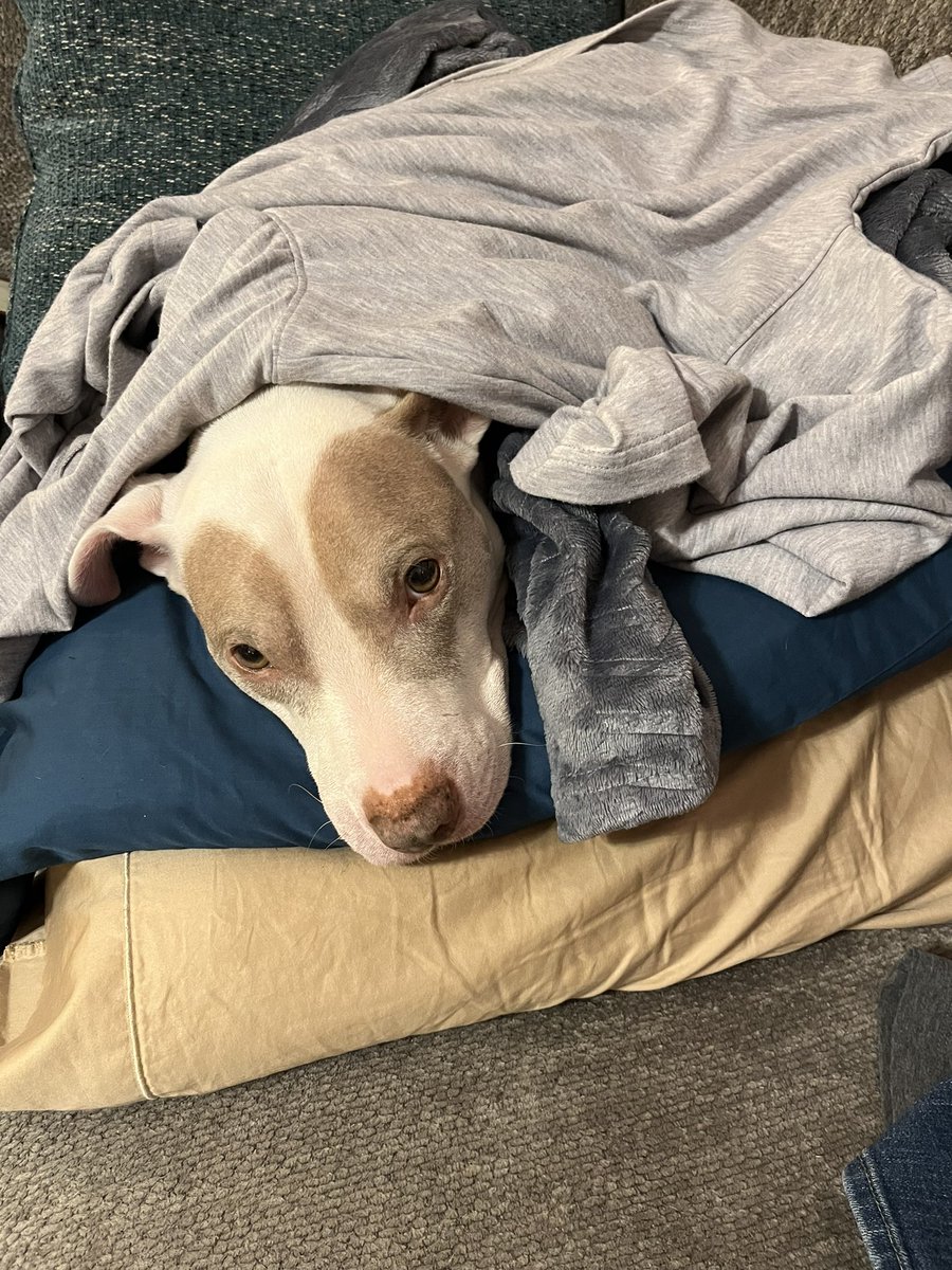 twilson_tpp's tweet photo. Luna is all about some “sweatah weathah”! 🤩🤣❤️🐾 #rescuedoggo #warmlaundry https://t.co/4CT9VZKsm1