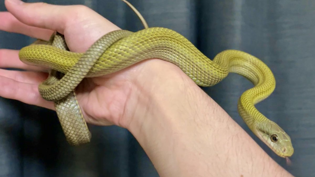 今回の脱皮後はちょっと青寄り #アオダイショウ #ヘビ