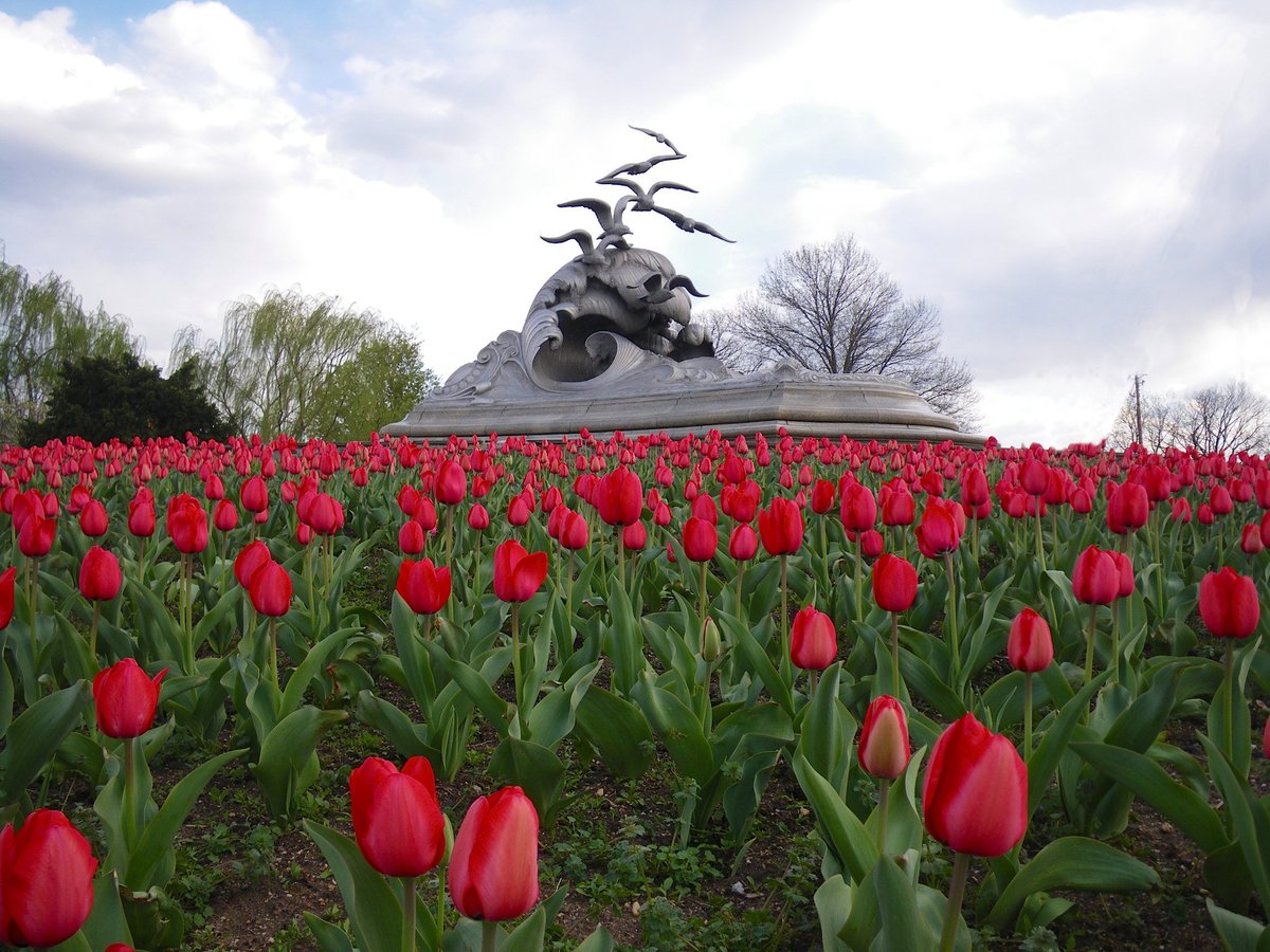 PiinkiiFlora's tweet photo. Tulips 🌷
#officialtwitter https://t.co/tF2hPItNyA