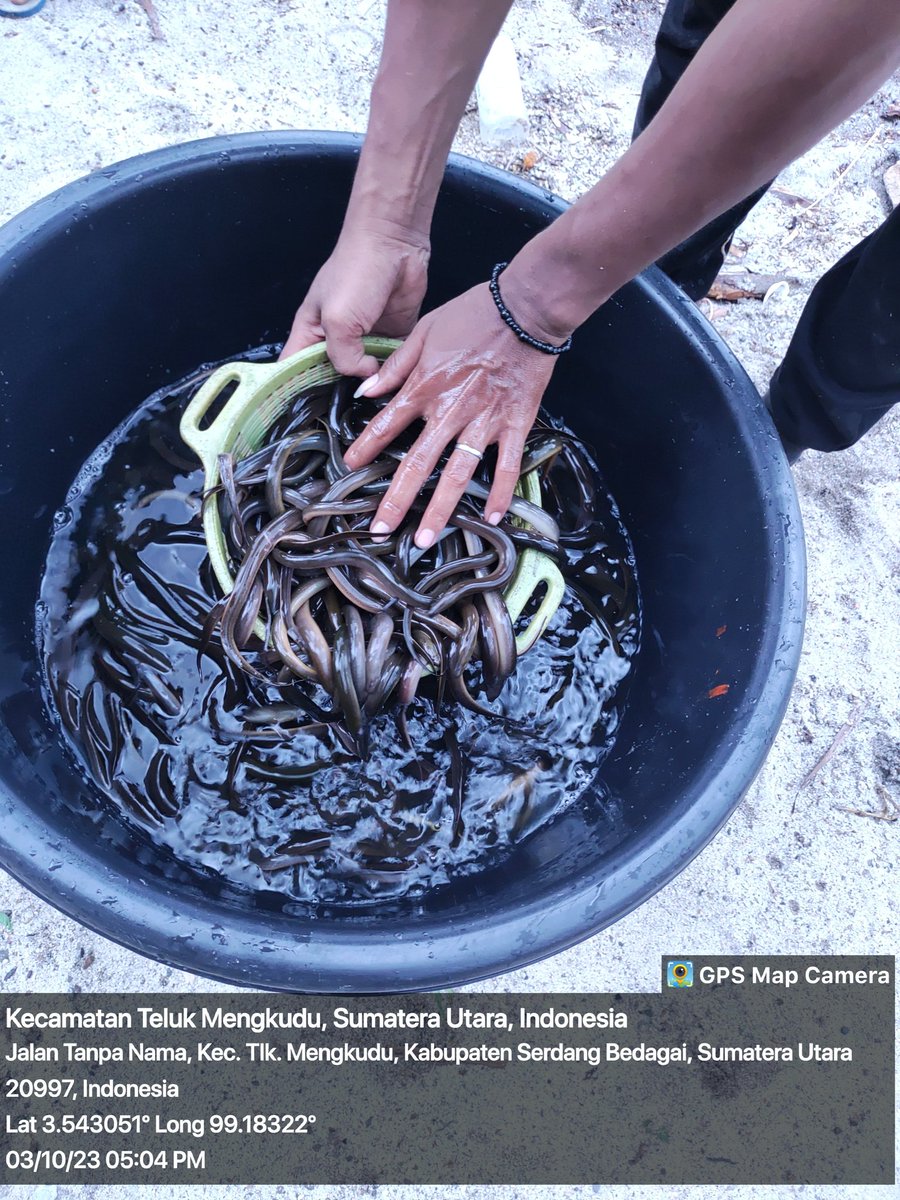 Stpjimmi06's tweet photo. Hari Selasa, Tanggal 03-10-2023, Luhkan Jimmi Stp, Wilker Kec. Teluk Mengkudu, Pokdakan Damuli Perkasa, Desa Pematang Kuala, Komoditi Belut, Tebar belut, ukuran bak 2x3 jlh 12 bak, 100 kg benih
#GiatLuhkanSatminkalMedan
#sdgBdagai
#Tebar
@puslatluhkp
@bppsdm_bp3medan https://t.co/b1ze9TO3s8