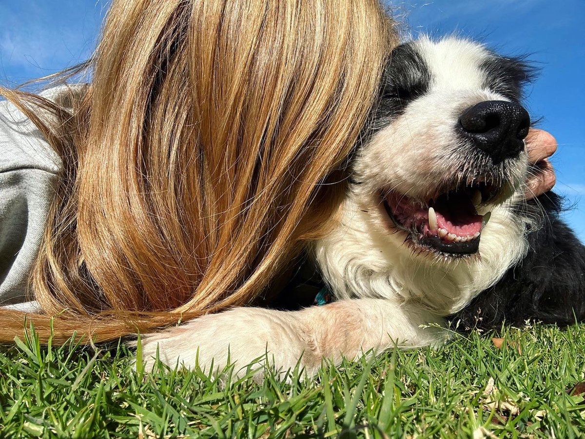 Have deliberately kept myself #Voice free.  But Ray Martin, who i once admired, calling No voters d*ckheads has done me in.
Thats neither leadership nor advocacy.  And it adds to the ongoing toxicity of the whole damned thing.  Now, pls enjoy this pic of #thePeoplesDoggo