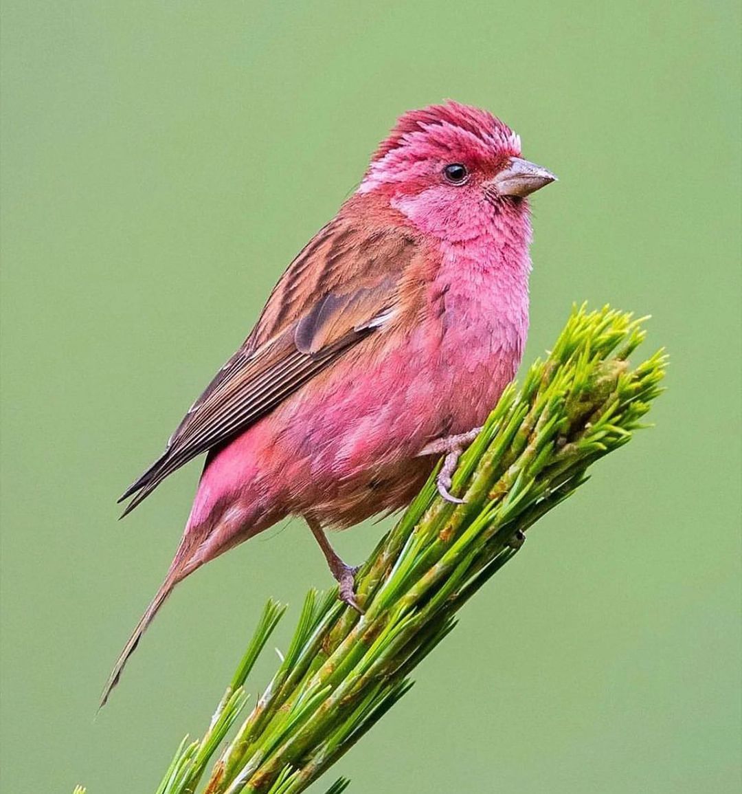 Pink-browed Rosefinch 💗
.
📸 pradeep.wildlens