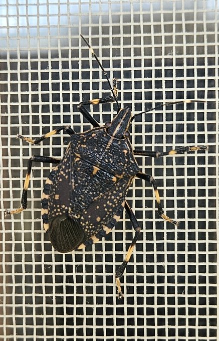 ほんとカメムシばっかしの連続投稿になっちゃうけどこの間の緑色が「ツヤアオカメムシ」、で今回は黒色の「キマダラカメムシ」笑 全国的にカメムシ大量発生でどこでも見掛けるけど、家のベランダで網戸に朝起きた時からずっともう何時間止まってるんだろ&hellip;僅かに移動はいてる様だけど楽しいのかな<a href="/tag/model"class="tags"><span>#model</span></a><a href="/tag/art"class="tags"><span>#art</span></a><a href="/tag/japan"class="tags"><span>#japan</span></a><a href="/tag/japanese"class="tags"><span>#japanese</span></a><a href="/tag/drawing"class="tags"><span>#drawing</span></a><a href="/tag/instagram"class="tags"><span>#instagram</span></a>