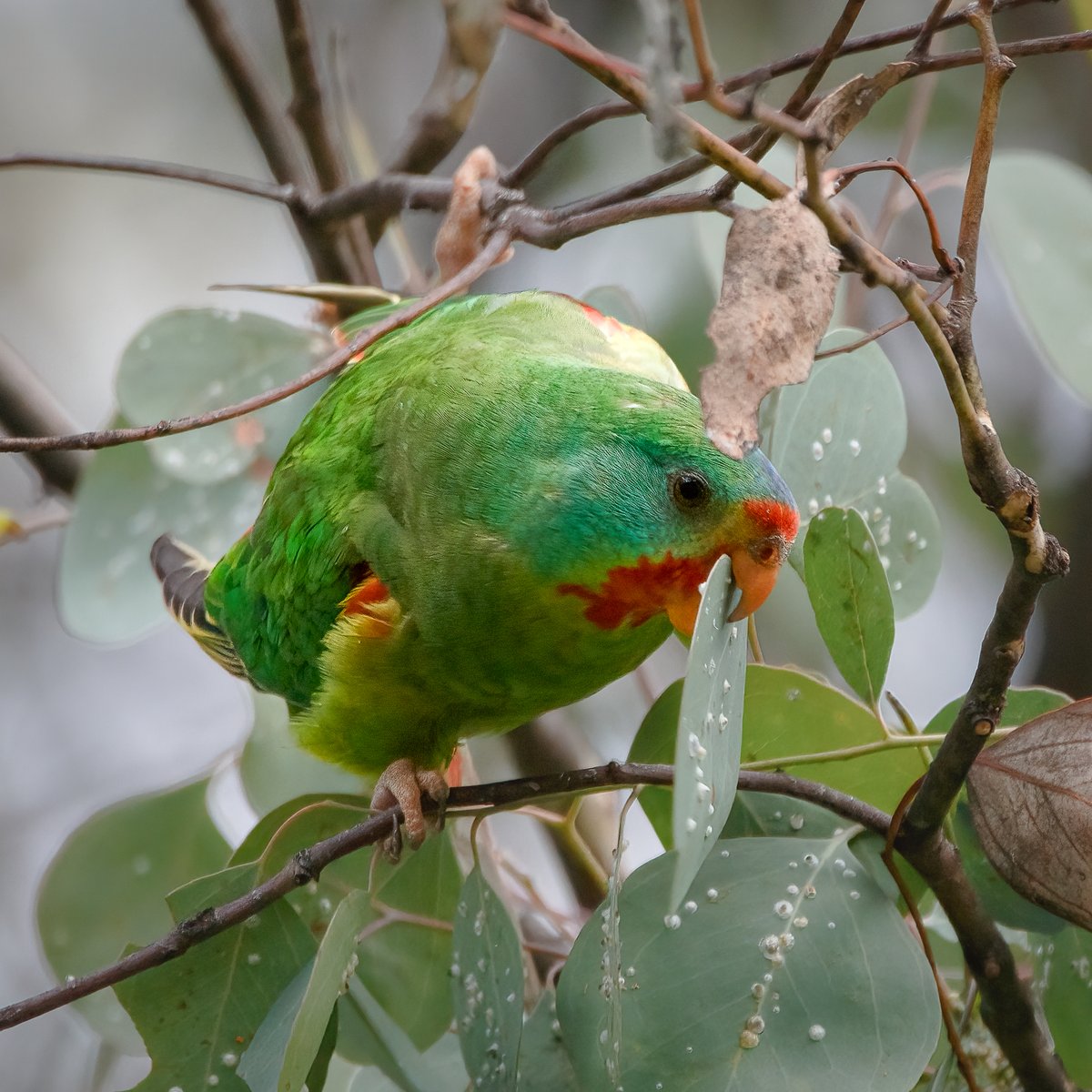 We're excited to see that the swift parrot has been crowned the 2023 Bird of the Year by Guardian Australia 🦜 We're hoping for swift action to save this critically endangered species. Here's how and why ANU scientists are studying swift parrots: difficultbirds.com/study-species#…