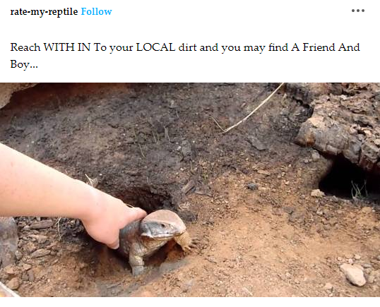 FREE PALESTINE ❤️🖤🤍💚 (@hourlylizards) on Twitter photo 