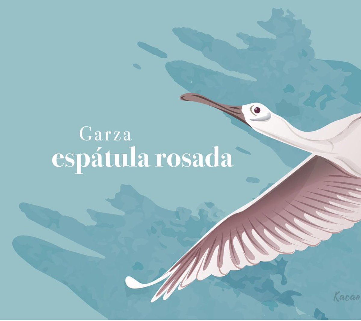 KacaoConka's tweet photo. Las casualidades no existen.
Cada detalle hace parte de nuestra historia. Por eso cada ave, cada planta y cada producto ilustrado en nuestros empaques, así como nuestro cacao es nacido, criado y cultivado en el #llano .

#meta #birding #nature #kacaoconká #chocolateoscuro🍫 https://t.co/PjZsF1zTXF