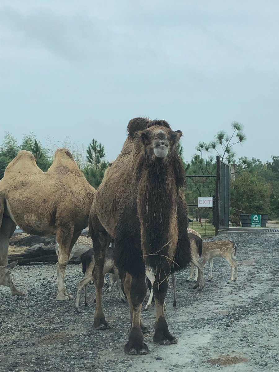 Happy birthday!! Thank you for sharing it with me and a couple of my friends! ❤️🎉🎂 <a href="/barryvetter/">Barry Vetter</a> #tennesseesafaripark #58