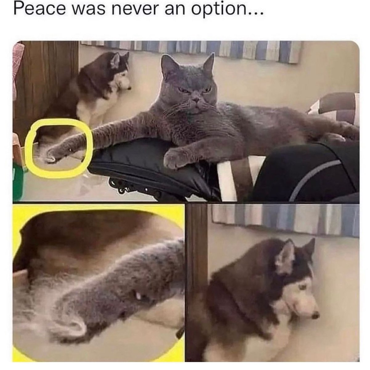 Posts Of Cats tweet media