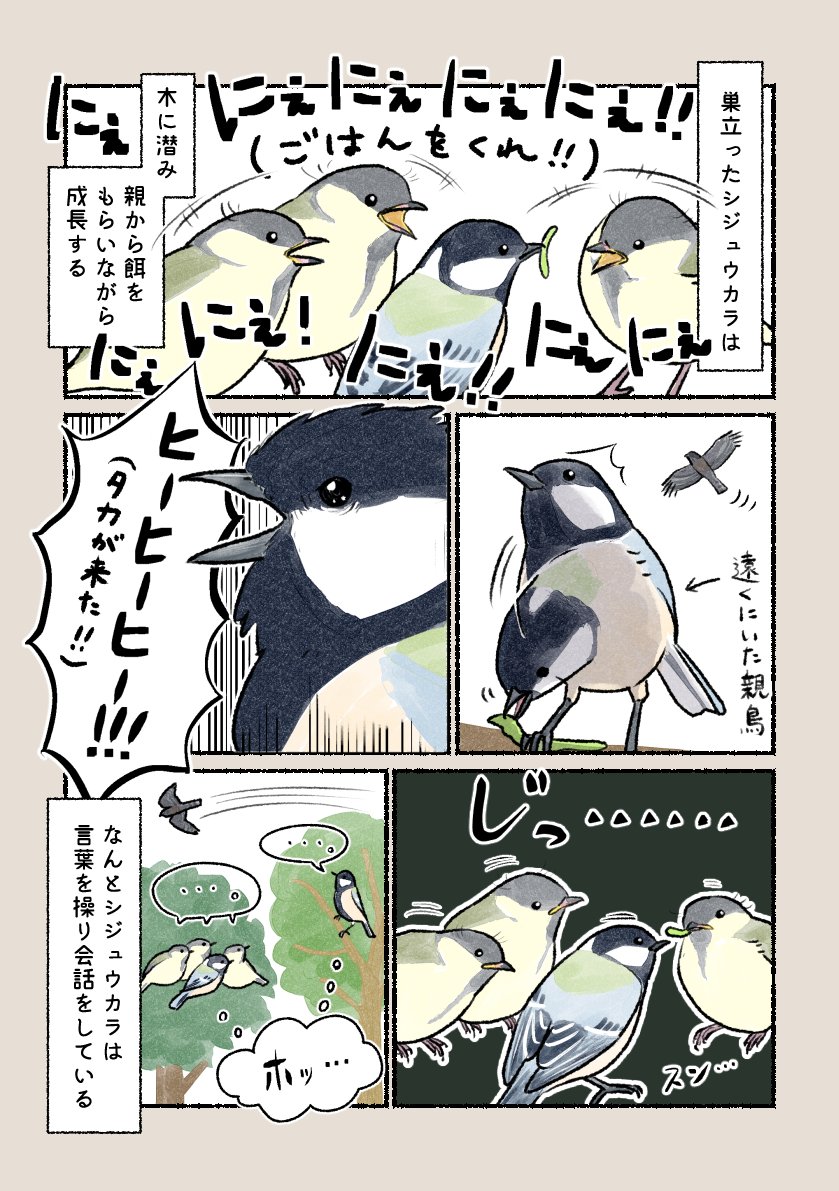 意外と知らない鳥の生活 「鳥も言葉を使う」 お互いに姿の見えない、森に住む鳥ならではのサバイバル術です。