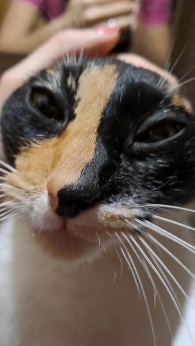 CatsHeld's tweet photo. https://t.co/mCbh6nm2K0