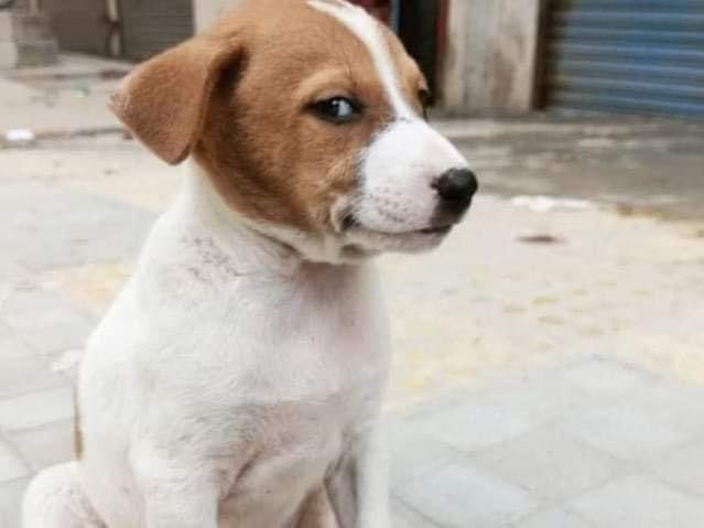 her: i don’t usually bring guys back home so you got lucky  

the dog: