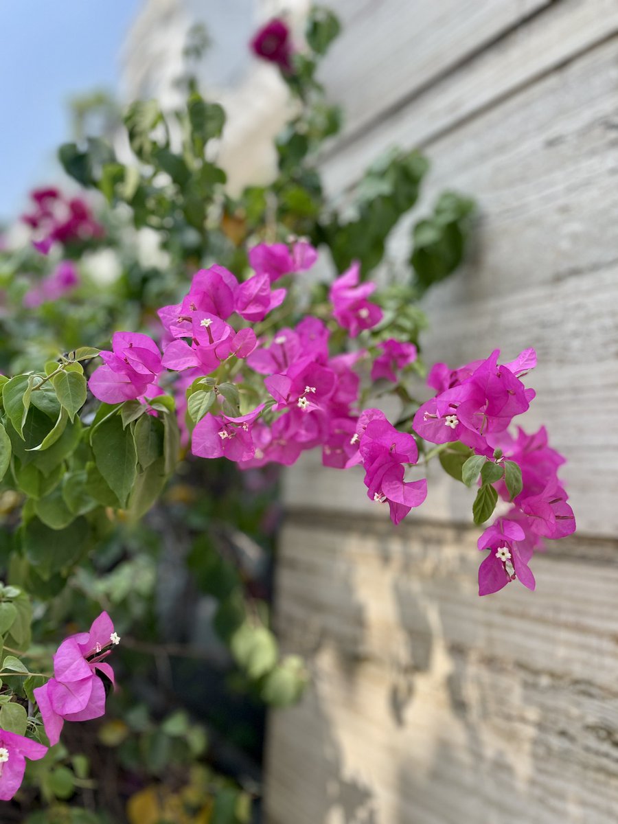 gsushma55's tweet image. इश्क़ का रंग ग़ुलाबी और सहर भी ग़ुलाबी ग़ुलाबी!

#Sush_Click!