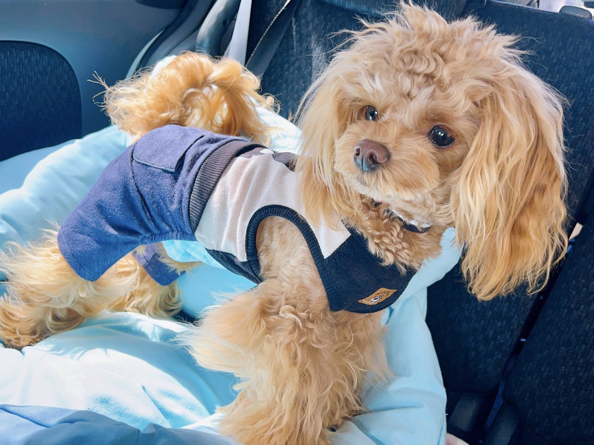 omi_o313's tweet photo. らぶちゃん🐶🐾🍀💕

らぶちゃんは元気にスクスク大きくなってる〜🤭🤭 https://t.co/8oBHJCsinx