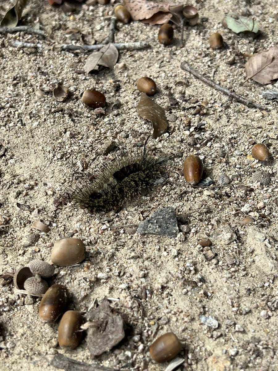 ant_school's tweet photo. この虫みたことありますか？？😂
お天気もいいので中央公園に遊びに来ました！
この虫を見つけたのですがなんていう虫なんでしょう？ https://t.co/ac1A5BRotY