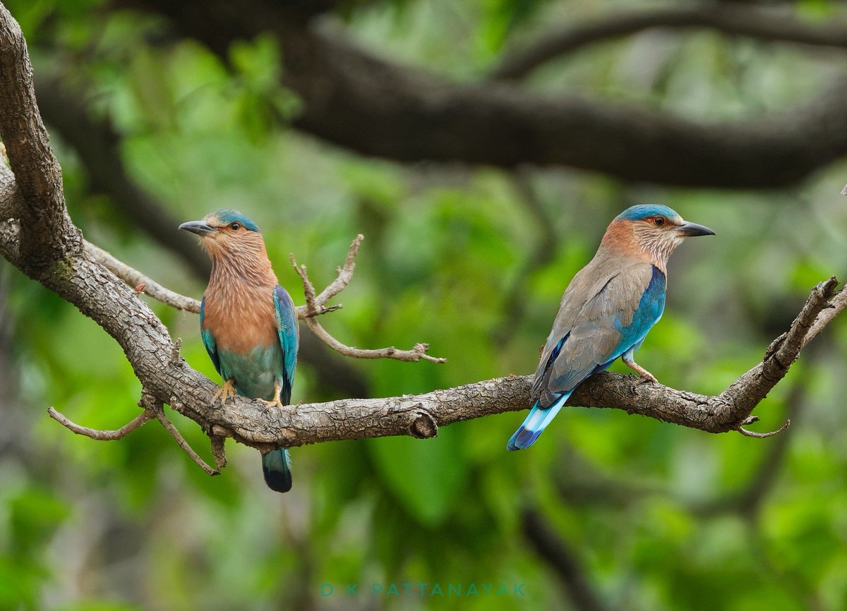 Indian Roller (Coracias benghalensis) couple in the #penchnationalpark #madhyapradesh #india. Setting up a home, in my opinion. 
#IndiAves #ThePhotoHour #BBCWildlifePOTD #natgeoindia