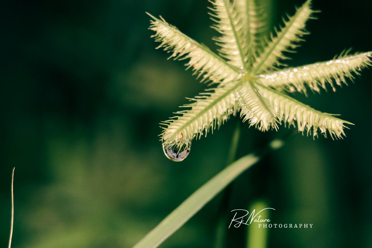 _PaaTi's tweet image. Good morning #ज़िंदगी

#waterdrop #MorningVibes #GoodMorningEveryone #ThePhotoHour