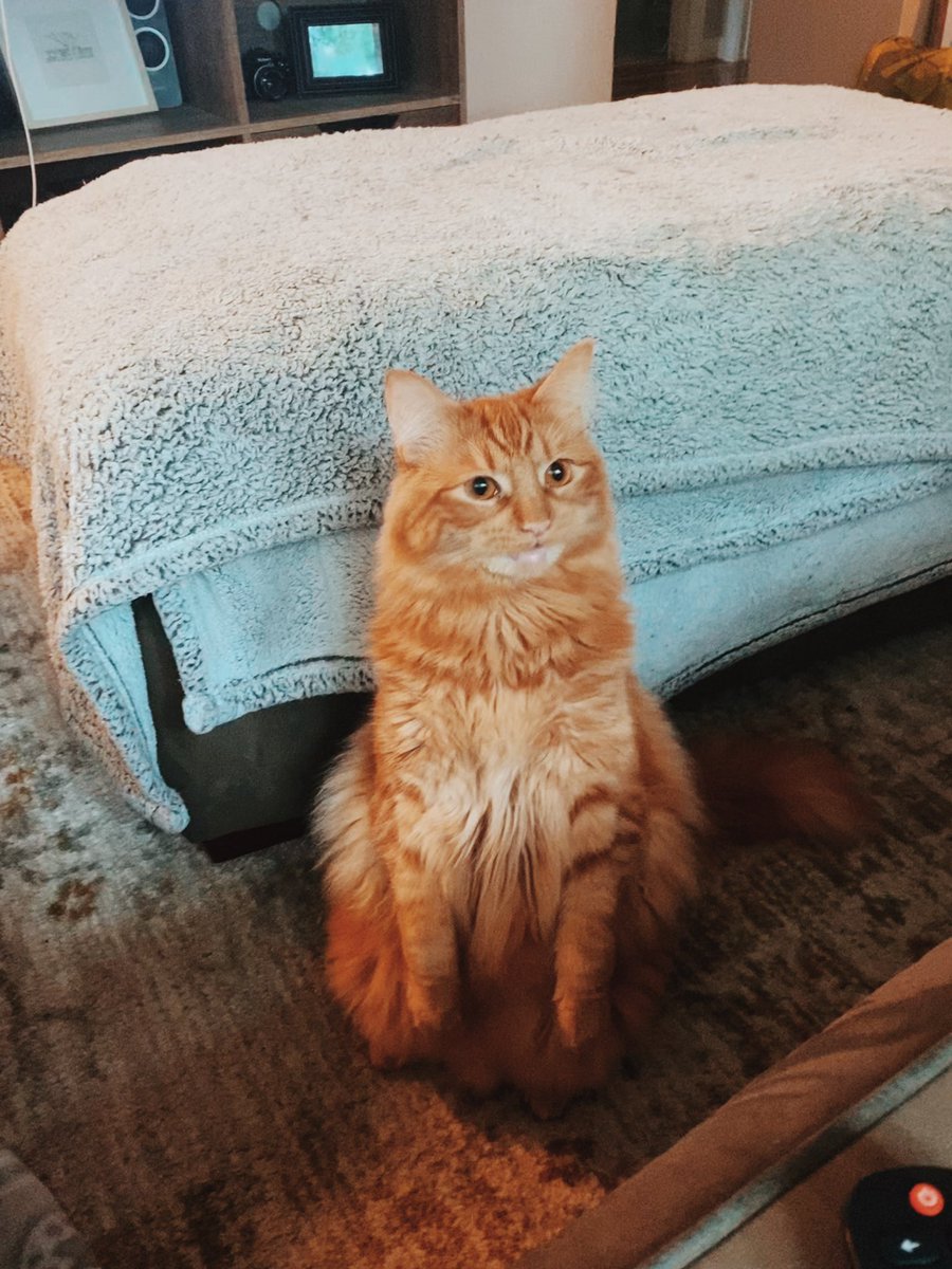ShelbySharron's tweet photo. @poorlycatdraw Orange and grey cats hit different https://t.co/zNNaGALwAJ