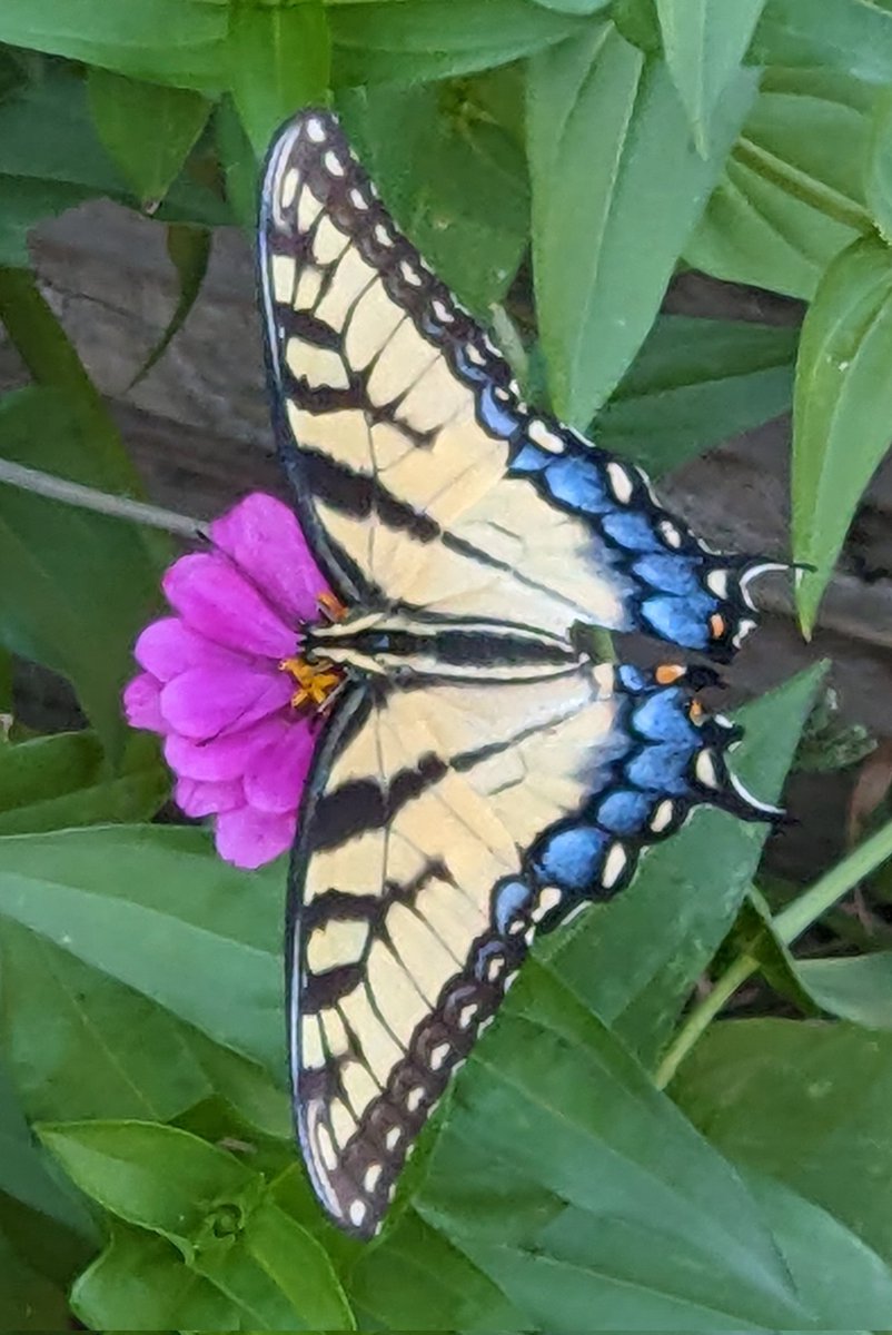 Marie_in_KS's tweet photo. Some beautiful butterflies lately. https://t.co/h4GcnjsvnB