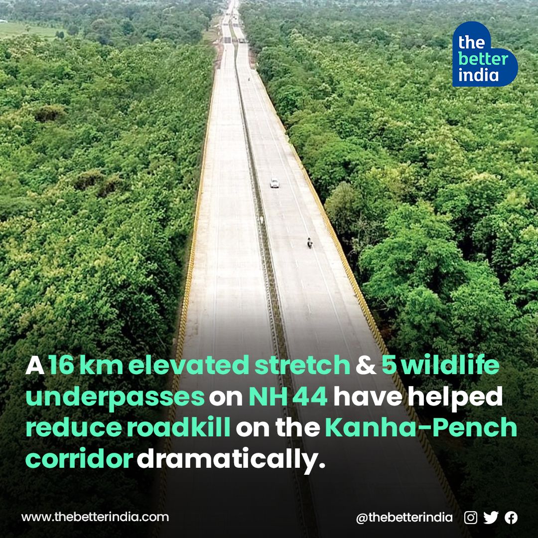 This 16 km elevated stretch through Pench Tiger Reserve is India’s first and largest road stretch where such wildlife-friendly mitigation measures have been used on such a scale and studied.  

#incredibleindia #wildlifeweek #PenchTigerReserve