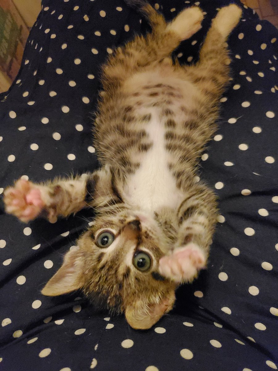 monkeypie76's tweet photo. Juni and her round belly. These kittens are now eating like they gotta make up for lost time! https://t.co/rmwo0EqYQF