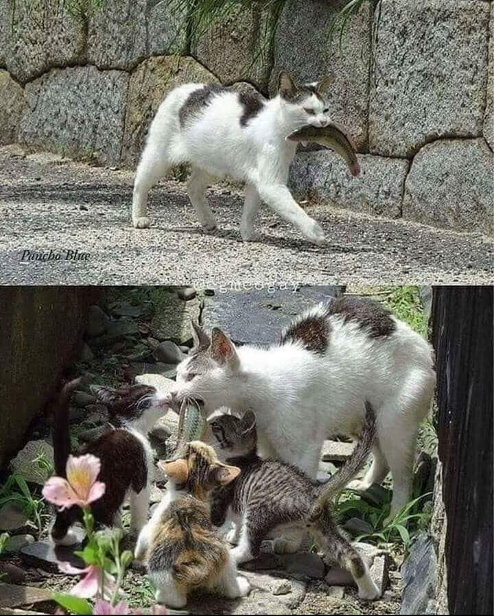 GRamirezF_D12's tweet photo. Incluso si cogió algo que no era suyo, déjala ir...
Puede que lo necesite mucho más que tú. 😿🐈‍⬛🐾🕊️💞❤️ https://t.co/O0Ew6LDZee